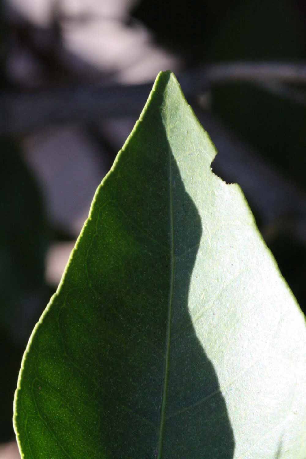              Margin (Riverside, CA)       